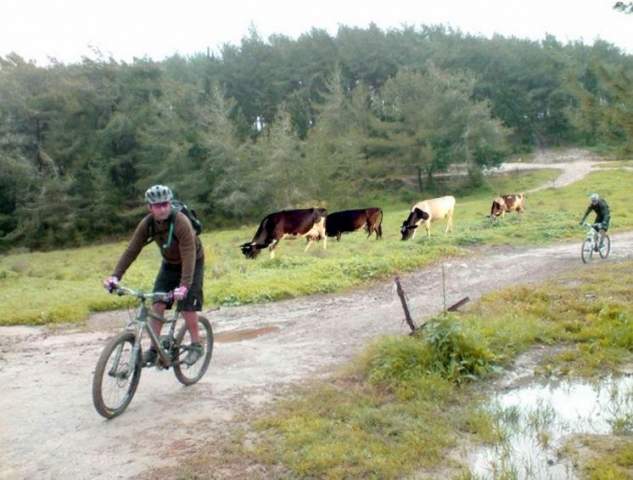 cows4.jpg