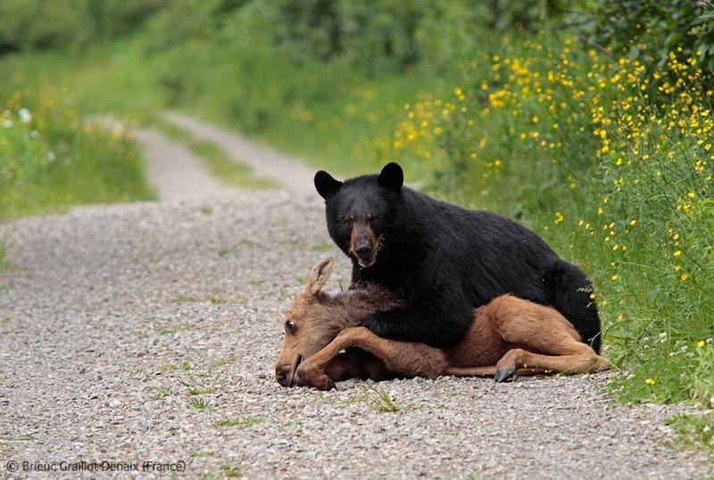 Veolia-Environnement-Wildlife-Photographer-8.jpg